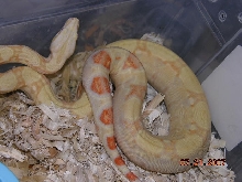 Albino het Snow