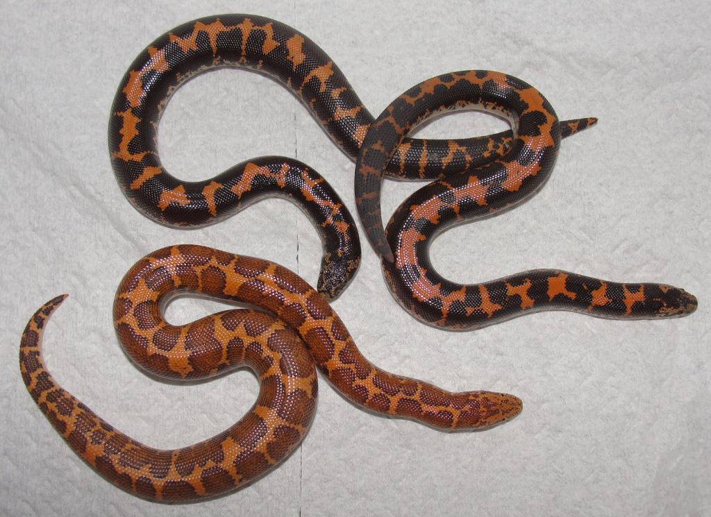 Melanistic?