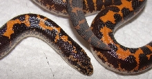 Melanistic? Closeup