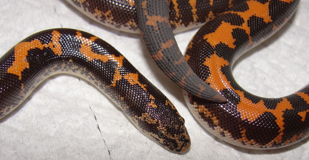 Melanistic? Closeup
