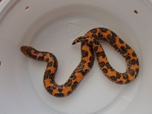 High Orange Kenyan Male 2009