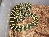 Jungle Carpet Python, Python Pete Stock