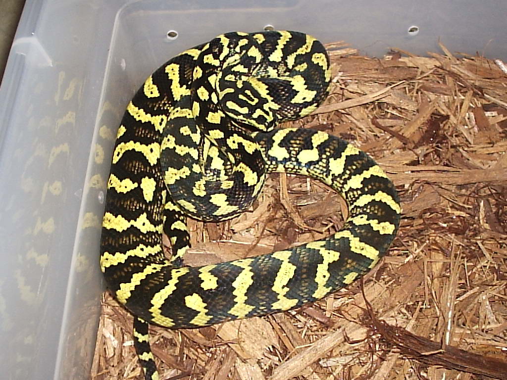 Jungle Carpet Python, Python Pete Stock