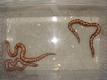 Normal Het albino Kenyans 2.1