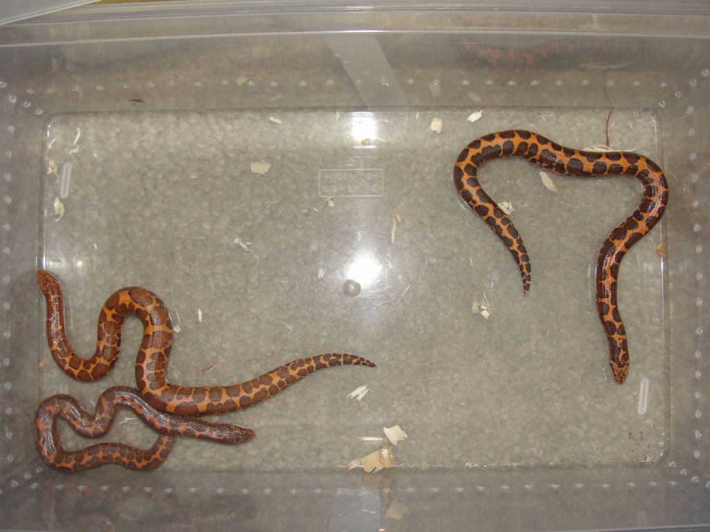 Normal Het albino Kenyans 2.1