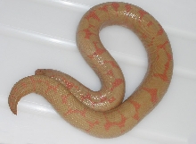 Female Albino Kenyan.  VPI stock.