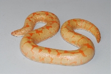 VPI Albino Kenyan 1