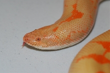 VPI Albino Kenyan 2