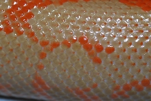 VPI Albino Kenyan 3