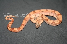 Male Hypo 66% Chance Snow