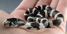 California Kingsnake