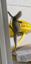 My sav wants in!