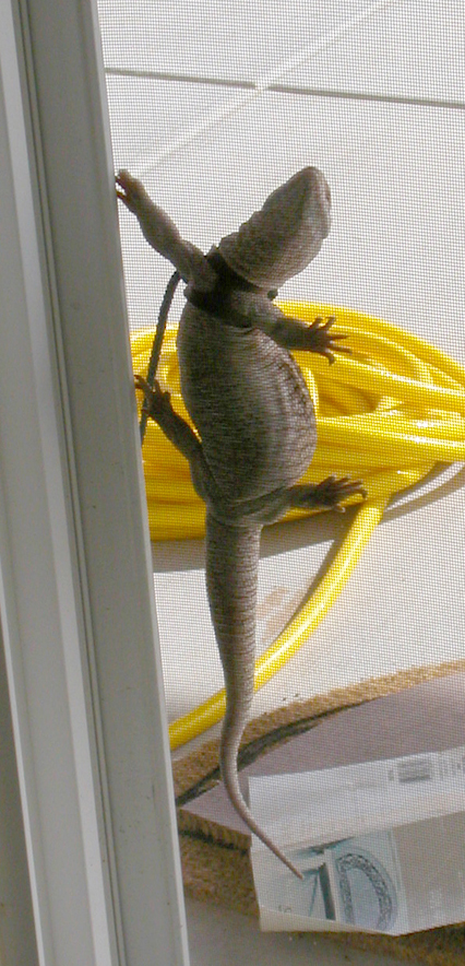 My sav wants in!