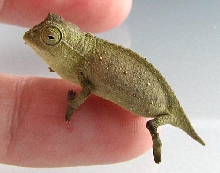 Pygmy Bearded Chameleon
