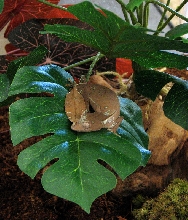 Uroplatus Phantasticus