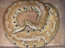Blonde Blood Python