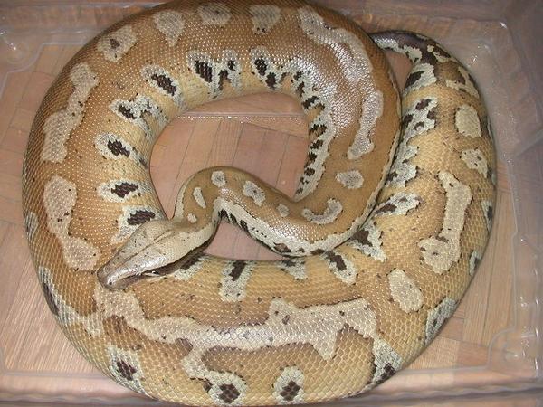Blonde Blood Python