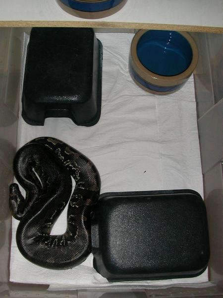 Juvenial Housing