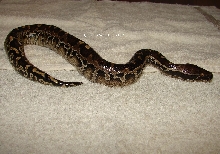 P.breitensteini x P.curtus