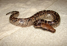 P.breitensteini x P.curtus "marble"