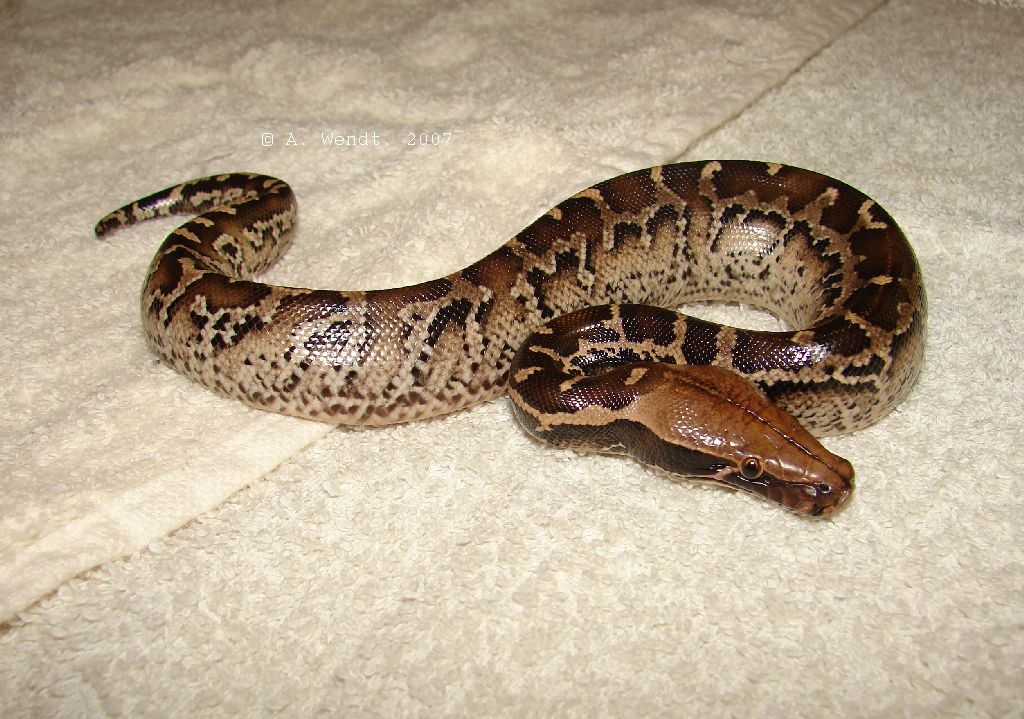 P.breitensteini x P.curtus "marble"