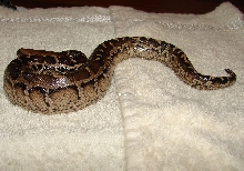 P.breitensteini x P.curtus "marble"