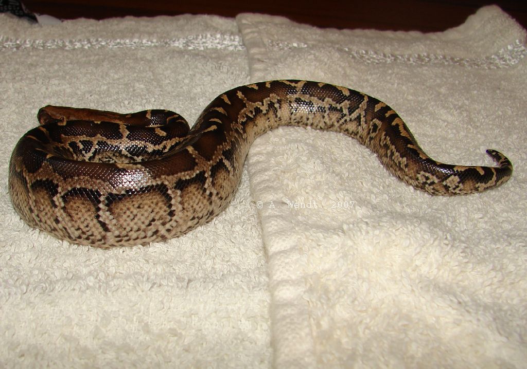 P.breitensteini x P.curtus "marble"
