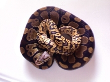 Super Pastel