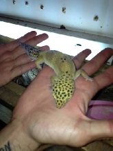 Leopard gecko