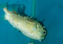 Saltwater - Austin Aquariums
