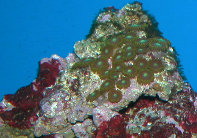 Saltwater Photos