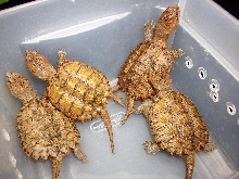 My calico snappers