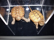 Calico snappers
