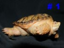 My Hypo from Turtle Source