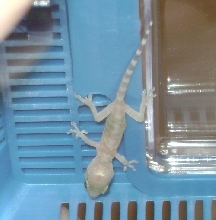 What is he?