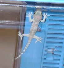 Greg the Gecko