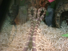 Long snake is long...
