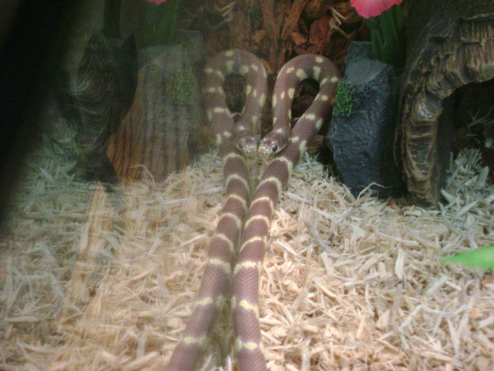 Long snake is long...