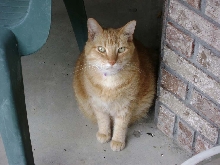 Oliver, my sweet barn cat.