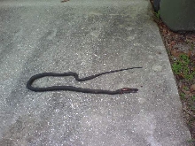 Black Racer