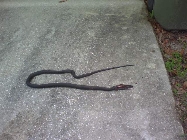 Black Racer