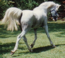 Bagan playing in the yard.