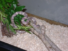 She's getting bigger.