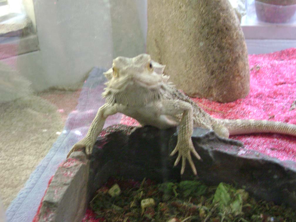 Charley Manson, 1 year old Beardie.