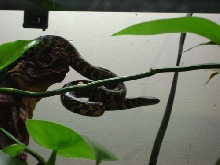 Eddie Gein in terrarium