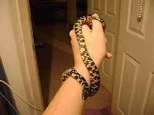 Eddie bracelet