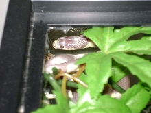 Who says they don't climb?