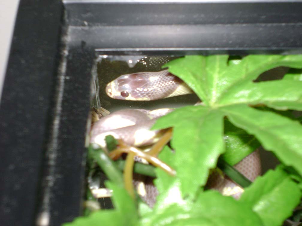 Who says they don't climb?