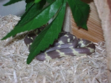 Lizzie Borden in her new home.