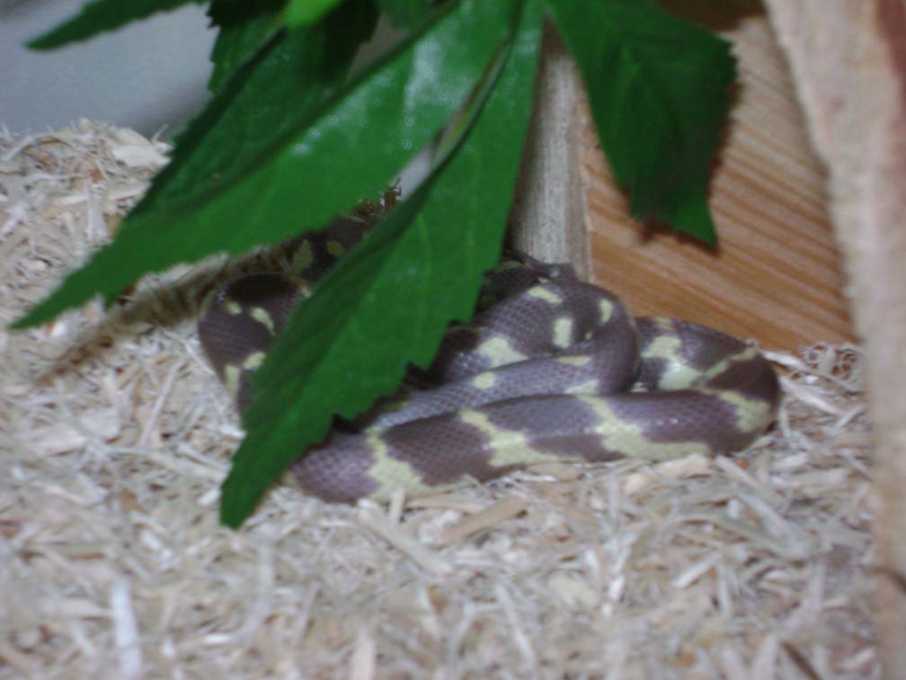 Lizzie Borden in her new home.